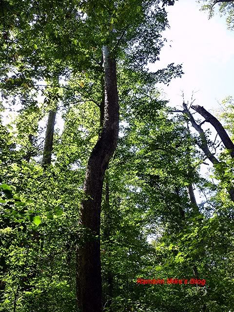crooked tree