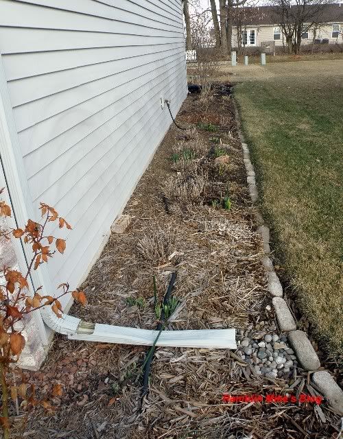 daffodills to be