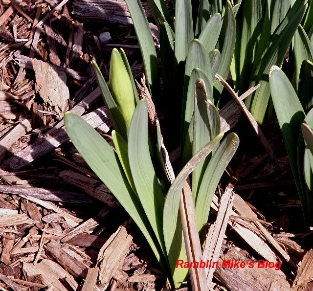 daffodil bud