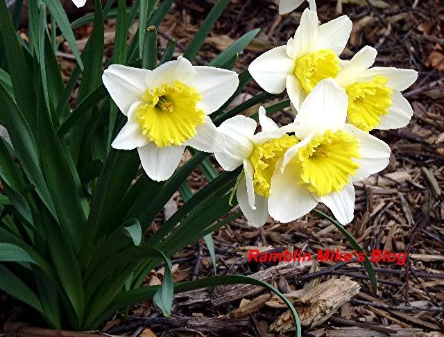 Daffodil 3