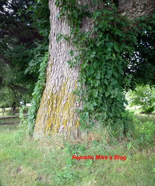 Denmark tree trunk