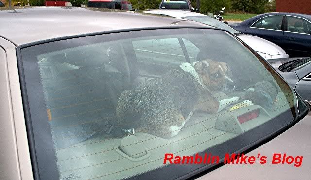 beagle