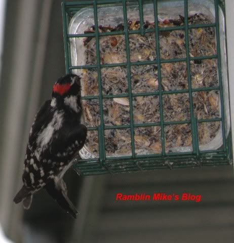 Downy woodpecker