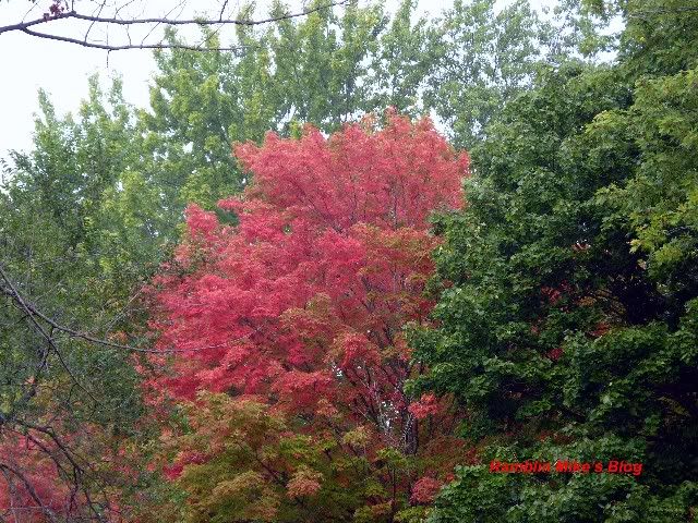 first fall color