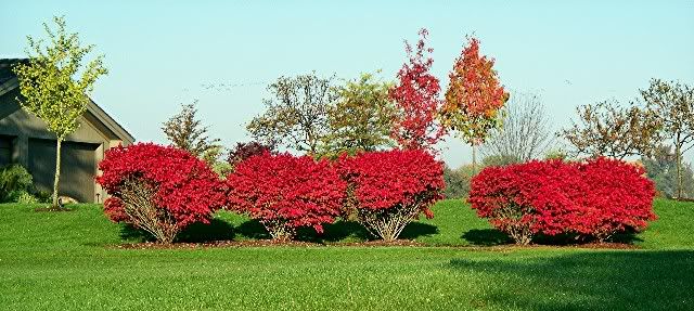 burning bush