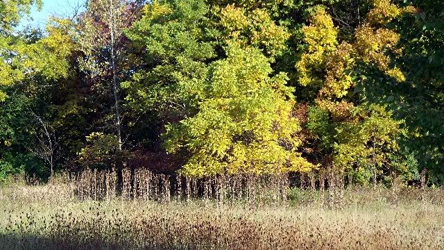 guard thistles