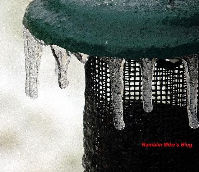 iced birdfeeder