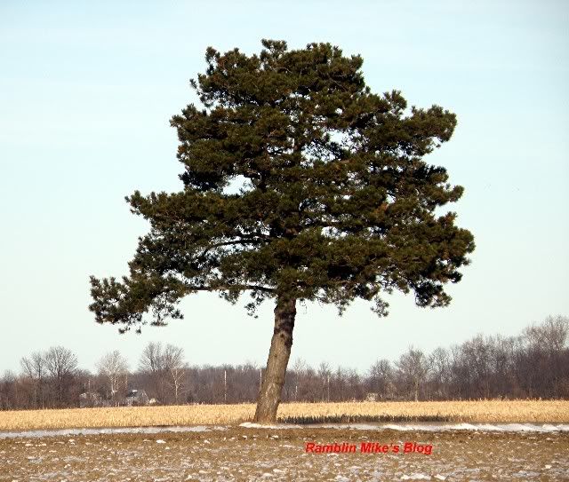 Old Pine