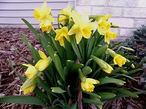 mini Daffodils