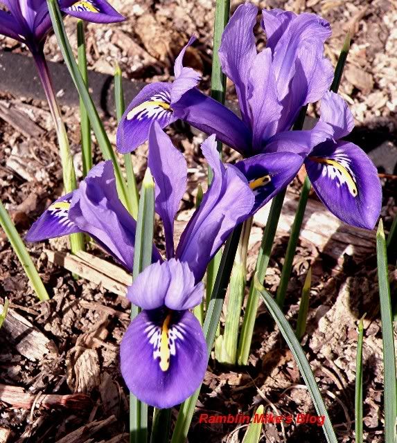 mini iris