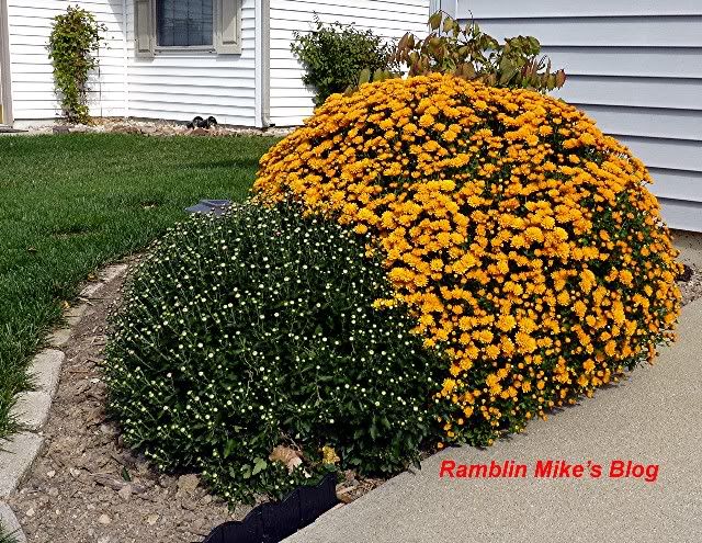 monster mums