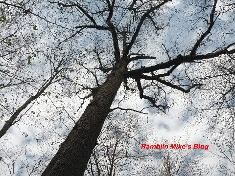 oak tree Goll's Woods