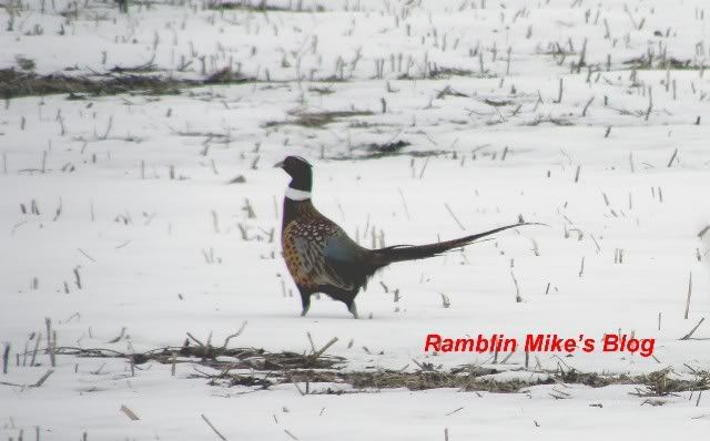 pheasant