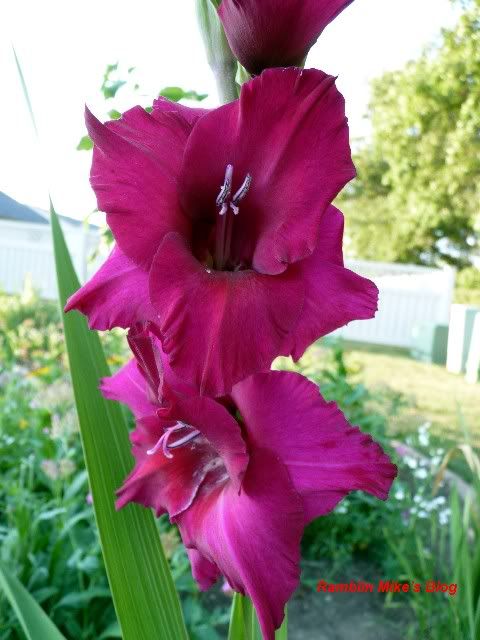 purple glads