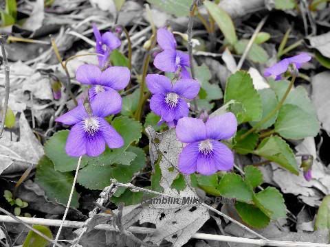 Violets 1