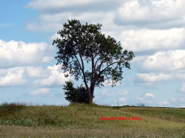 tree in field