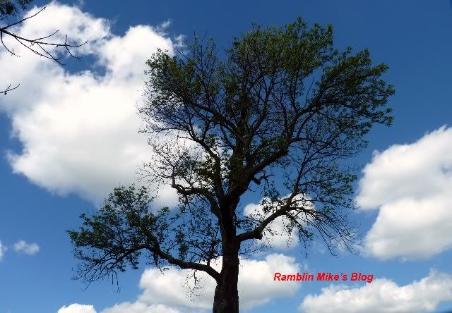 tree against sky