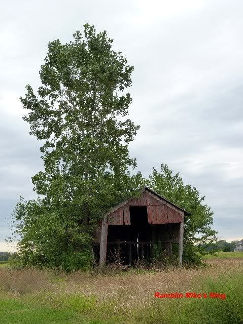 tree &amp; shed