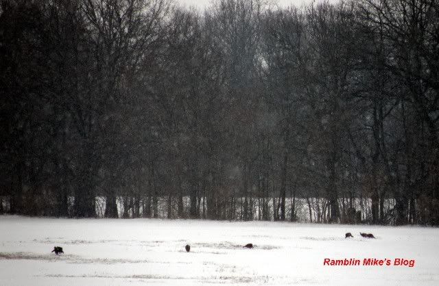 turkeys