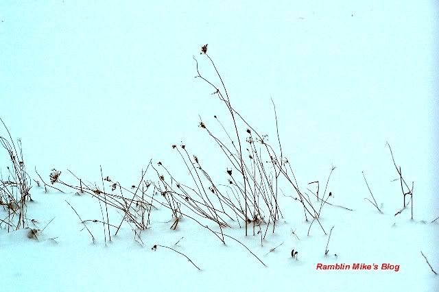 Weeds In Snow Drift