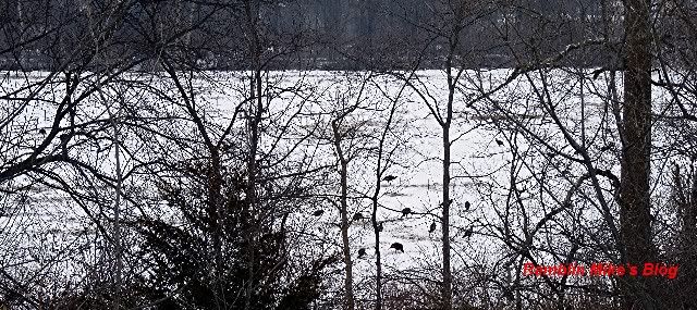 wild turkeys