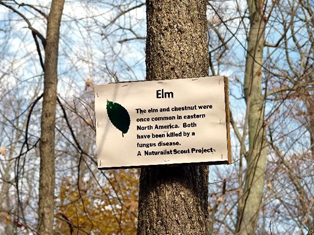 elm