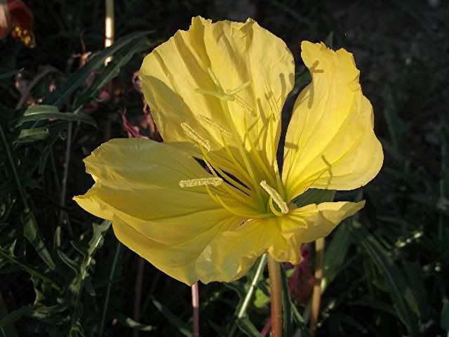 Primrose