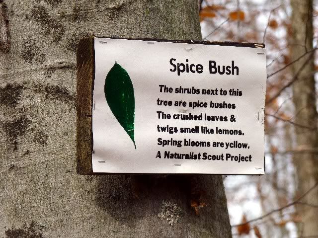 spice bush