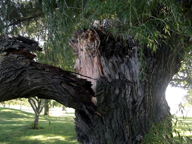 willow 2 photo Willow2_zps5fe81e6f.jpg