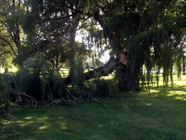 willow 1 photo Willow_zpsd136a650.jpg