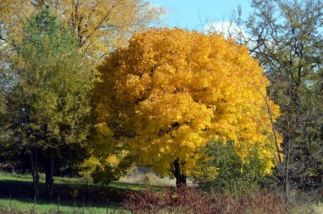ytre photo Yellowtree_zps8ba08442.jpg