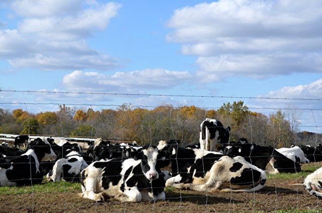 acow photo acow_zpsd5775496.jpg