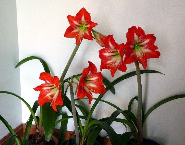 amaryllis