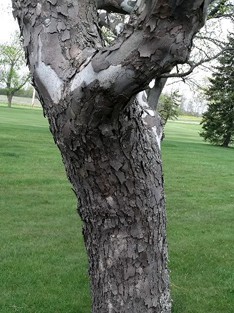 bark 1