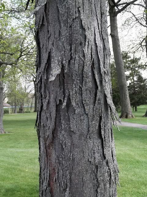 bark 2