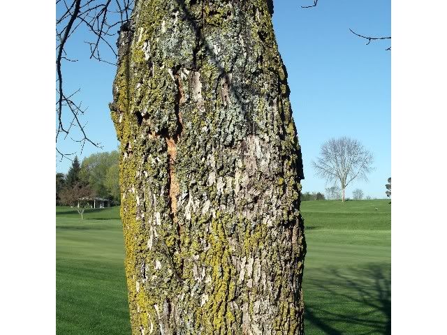 bark 4