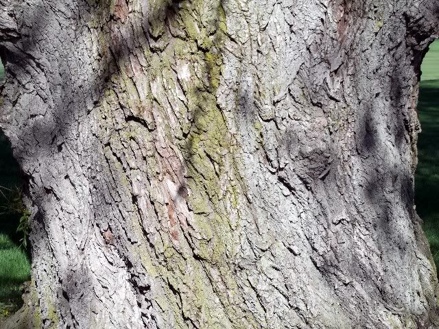 bark 5