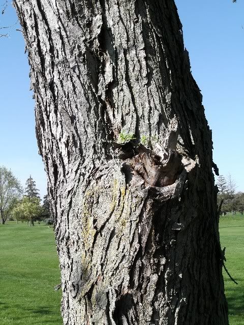 bark 6