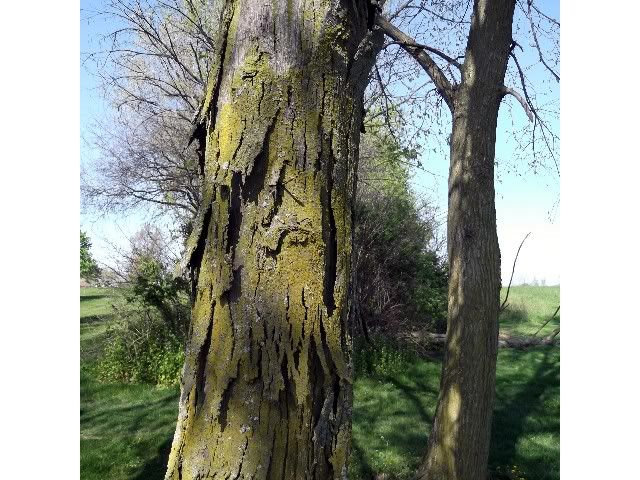 bark 7