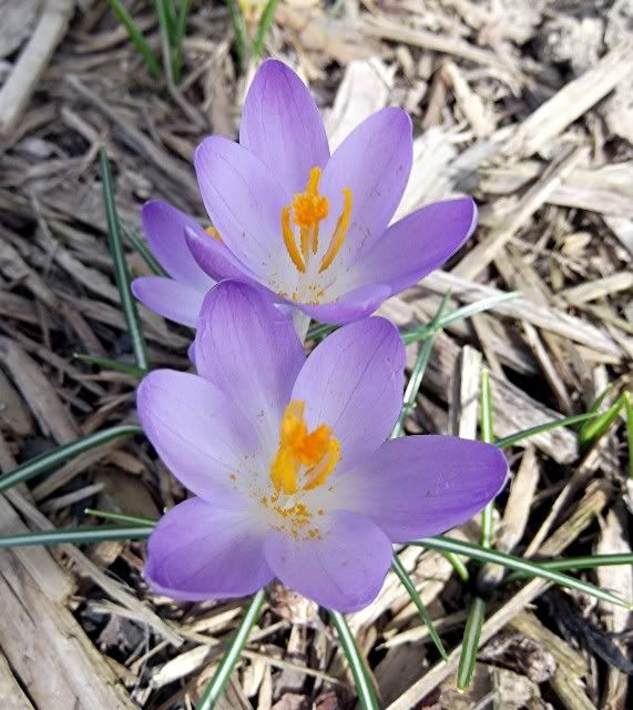 blue crocus
