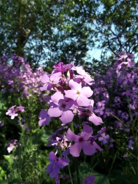 blueflower