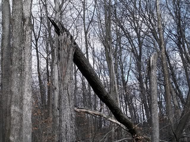 broken tree