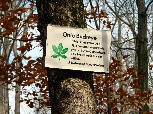 buckeye
