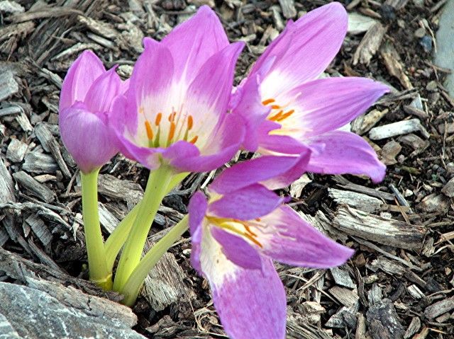  photo c1_zps696aa876.jpg