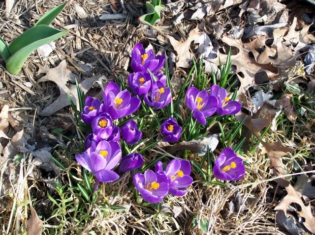  photo c2_zps52edf7c9.jpg