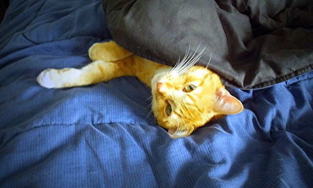  photo caat_zpsd3c9eb4a.jpg