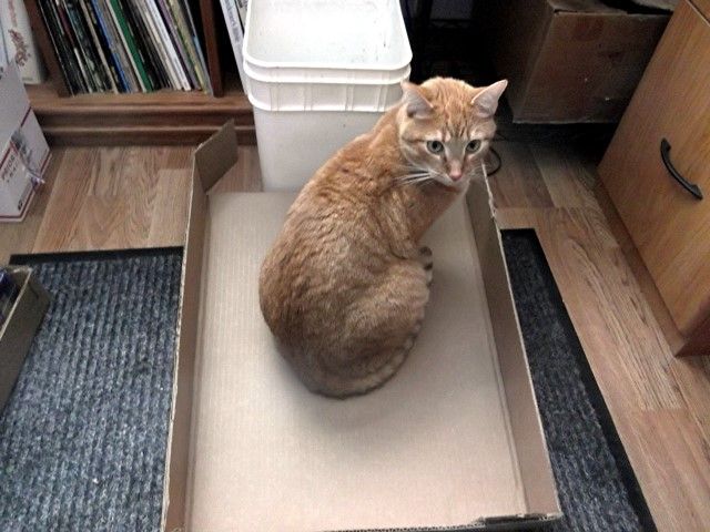cat 45 photo cat44_zpsbaa5fb54.jpg