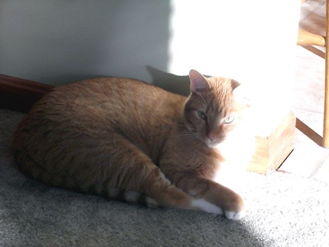 catz photo catz_zpsdbb191ac.jpg