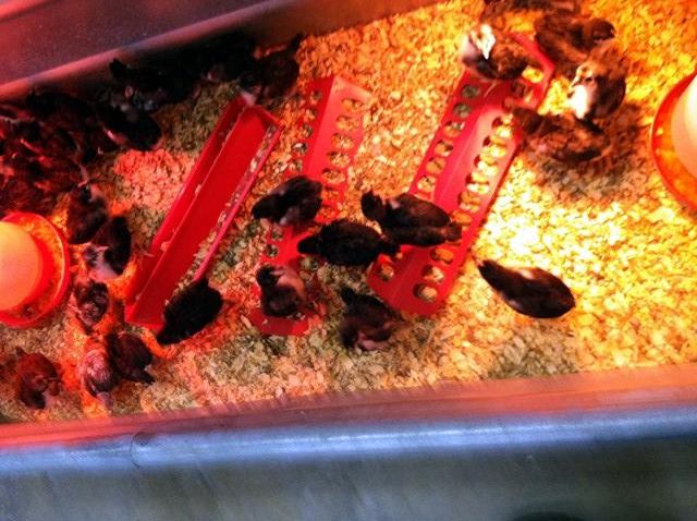 chicks photo chikcs_zps7d5df1ca.jpg