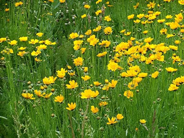coreopsis